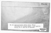Gymnosporangium sabinae image
